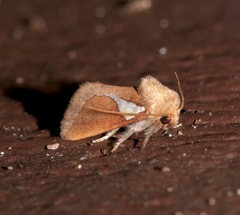 Prolimacodes trigona
