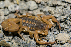 Centruroides ornatus