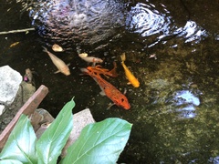 Cyprinus rubrofuscus