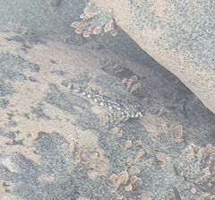 Blennodon dorsalis