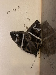 Eupalamides cyparissias