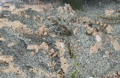Blennodon dorsalis