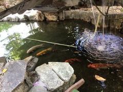 Cyprinus rubrofuscus