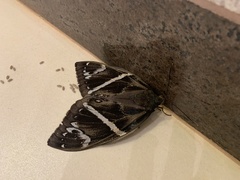 Eupalamides cyparissias