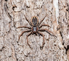 Tharpyna campestrata