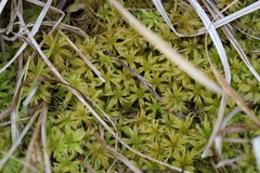 Sphagnum riparium