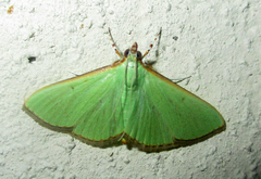Parotis impia