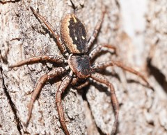 Tharpyna campestrata