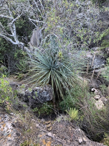 Nolina excelsa
