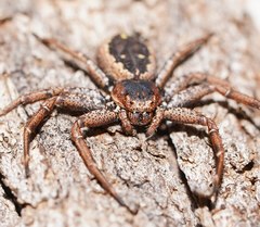 Tharpyna campestrata