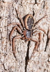 Tharpyna campestrata