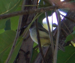 Oncostoma cinereigulare