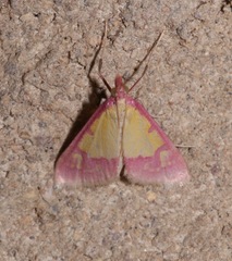 Choristostigma roseopennalis