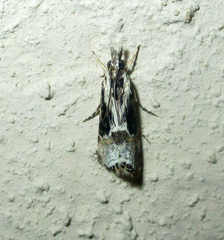 Euchromius nigrobasalis