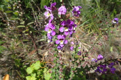 Angelonia ciliaris