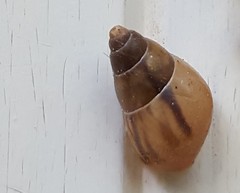 Drymaeus semistriatus