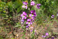 Angelonia ciliaris