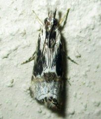 Euchromius nigrobasalis