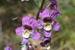 Angelonia ciliaris