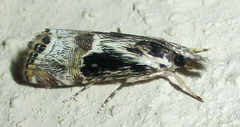 Euchromius nigrobasalis