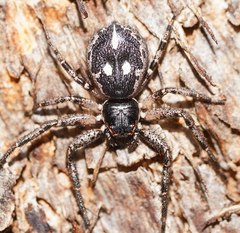 Tharpyna campestrata