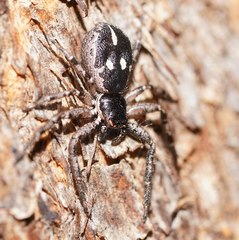 Tharpyna campestrata