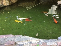 Cyprinus rubrofuscus