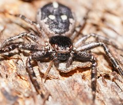 Tharpyna campestrata