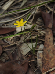 Hypoxis pratensis tuberculata