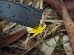 Hypoxis pratensis tuberculata
