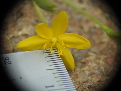 Hypoxis pratensis tuberculata