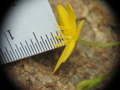 Hypoxis pratensis tuberculata