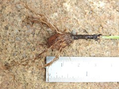 Hypoxis pratensis tuberculata