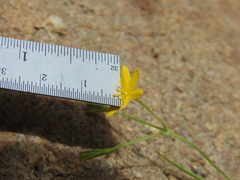 Hypoxis pratensis tuberculata