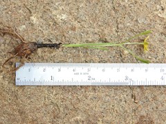 Hypoxis pratensis tuberculata