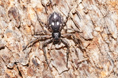 Tharpyna campestrata