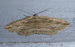 Austrocidaria gobiata