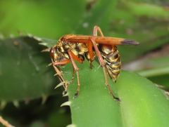 Macromerella honesta