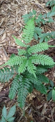 Pteris amoena
