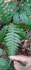 Pteris amoena