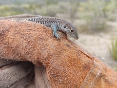 Aspidoscelis marmoratus