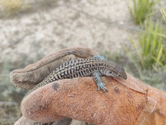 Aspidoscelis marmoratus