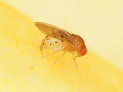 Drosophila falleni