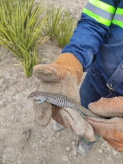 Aspidoscelis marmoratus