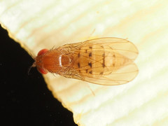 Drosophila falleni