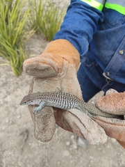 Aspidoscelis marmoratus