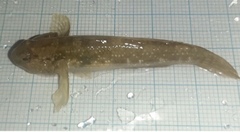 Acentrogobius caninus