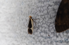 Dichomeris flavocostella