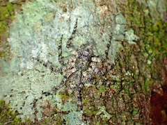 Phaeacius malayensis