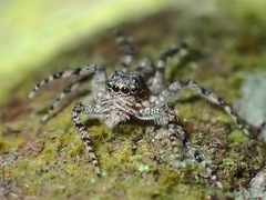 Phaeacius malayensis